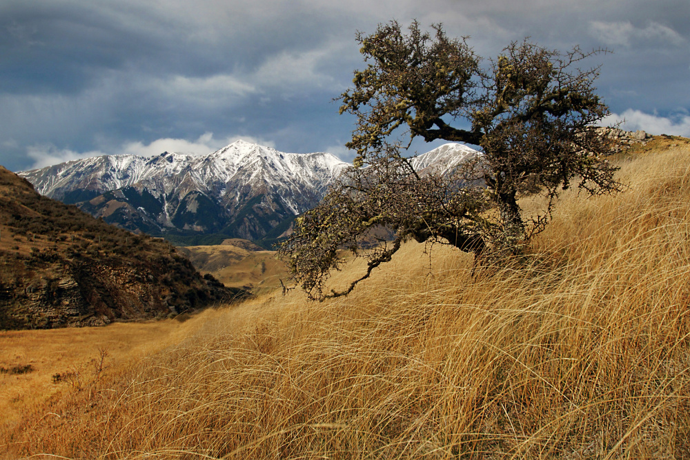 Guardian von Dragan Keca