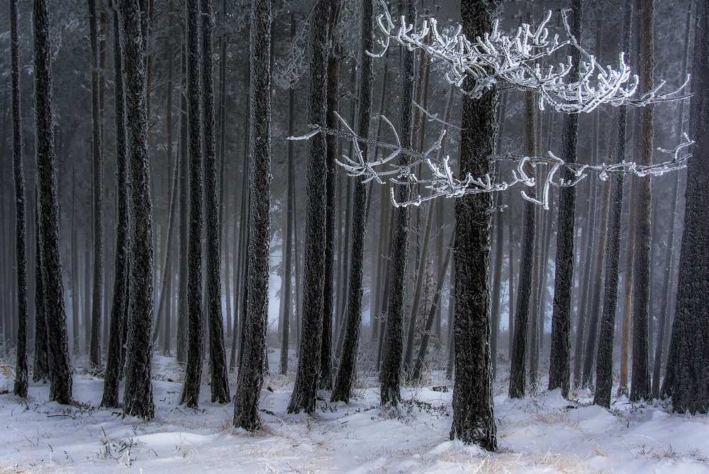 The trees has horns von Dragan Lapcevic