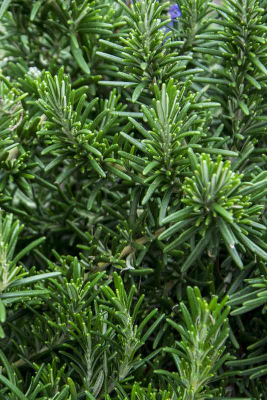 Opuntia quiba von Draghici Andrei