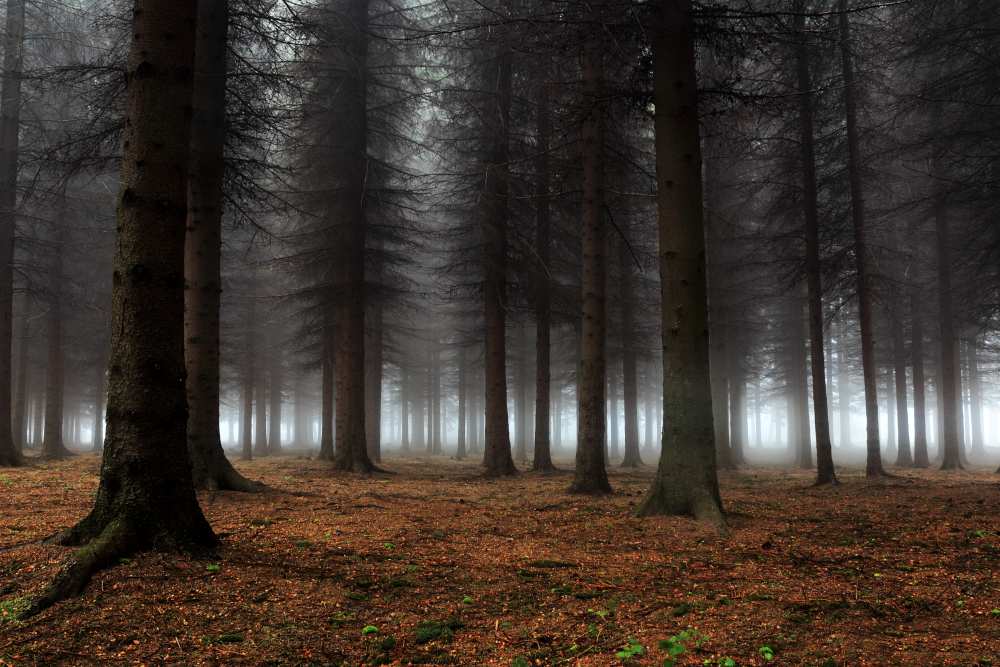 place of silence von Dragisa Petrovic