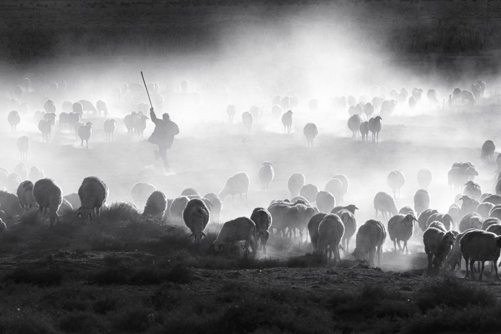 Herd von durmusceylan
