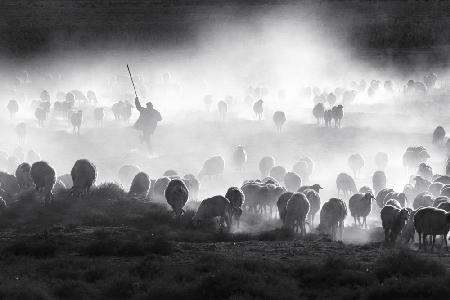 Herd