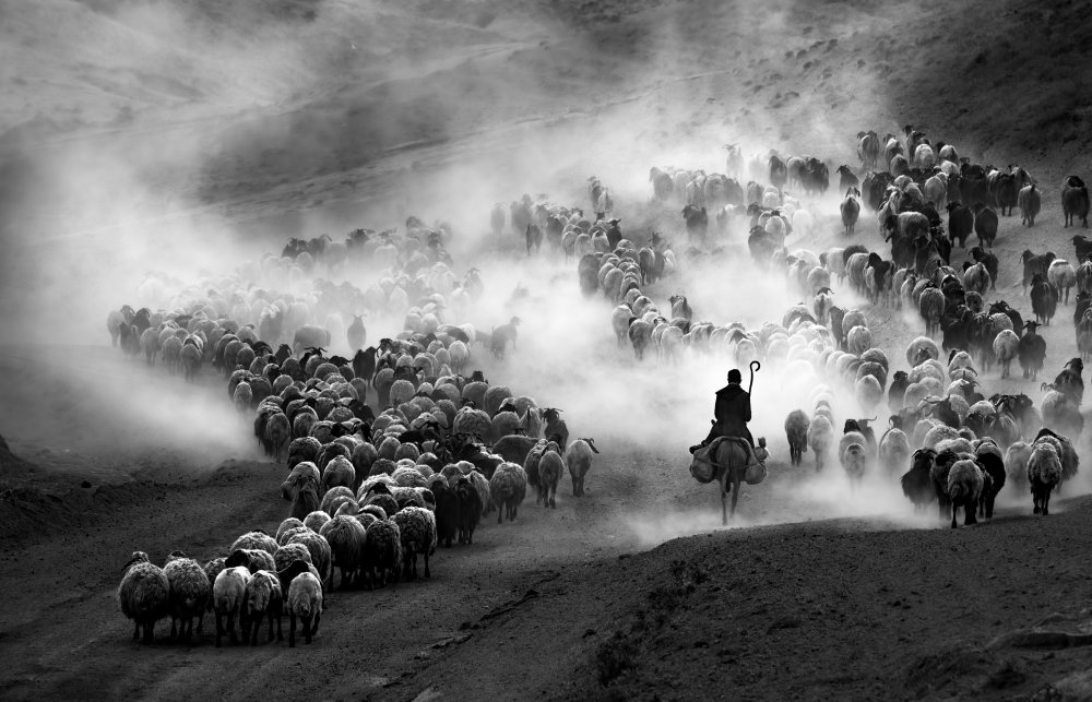 herd von durmusceylan