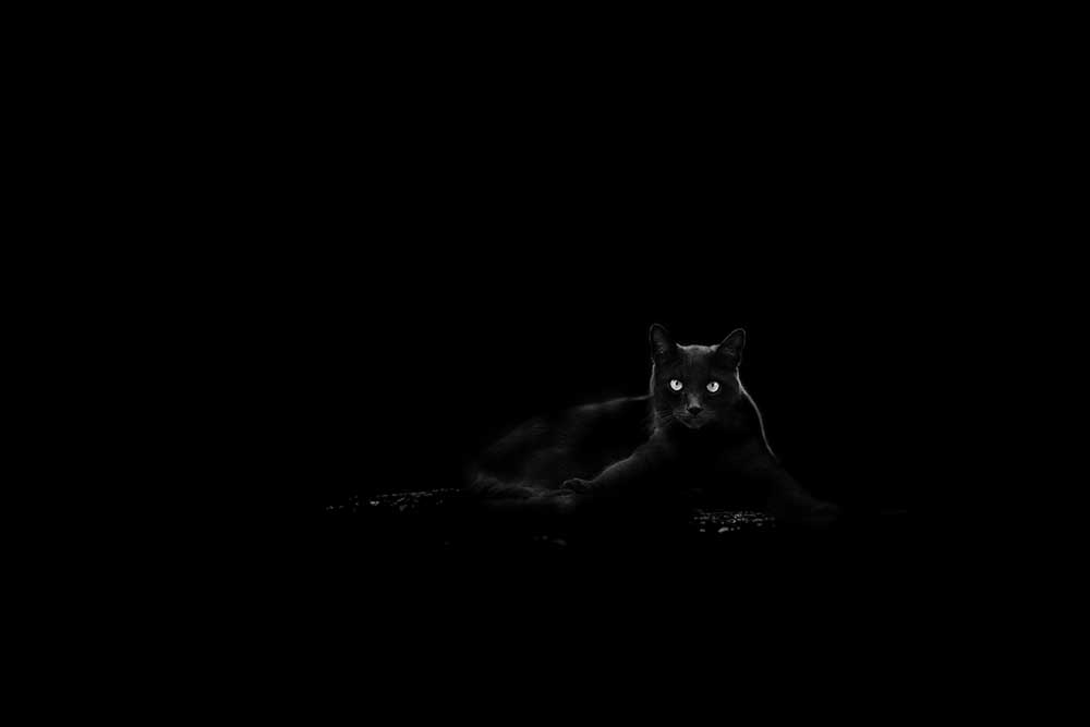 Katze von Dusan Ljubicic