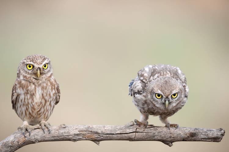 Curiosity of chick von E. Amer