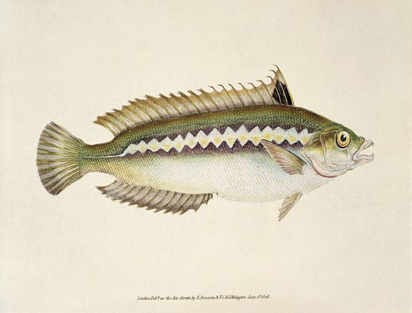 Rainbow Wrasse, Pl.96 from "The Natural History of British Fishes", pub. von E. Donovan and F.C. & J. Rivington