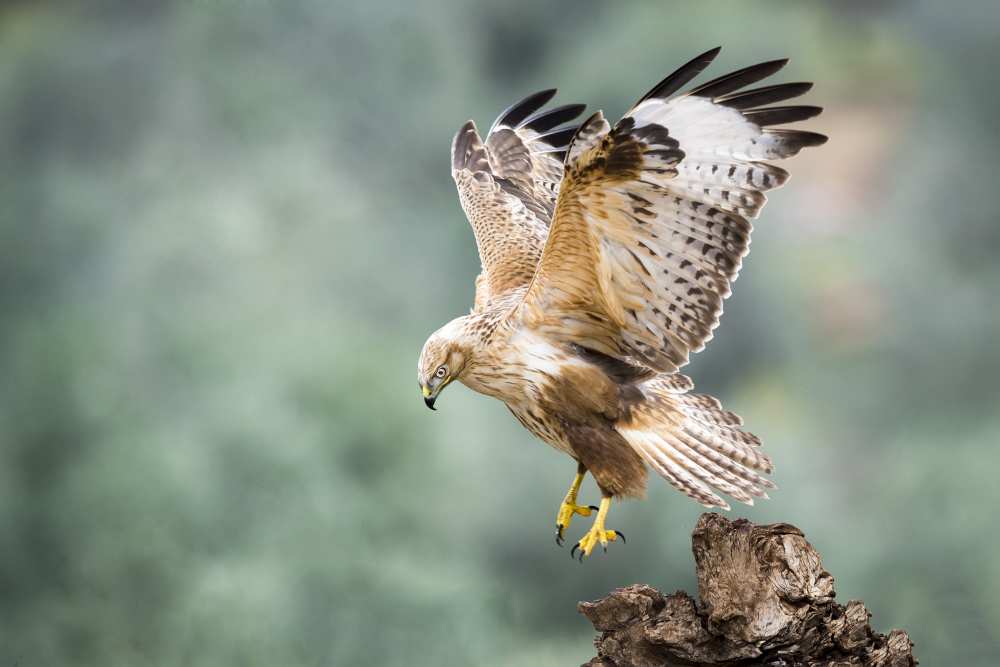Buteo rufinus von E.Amer
