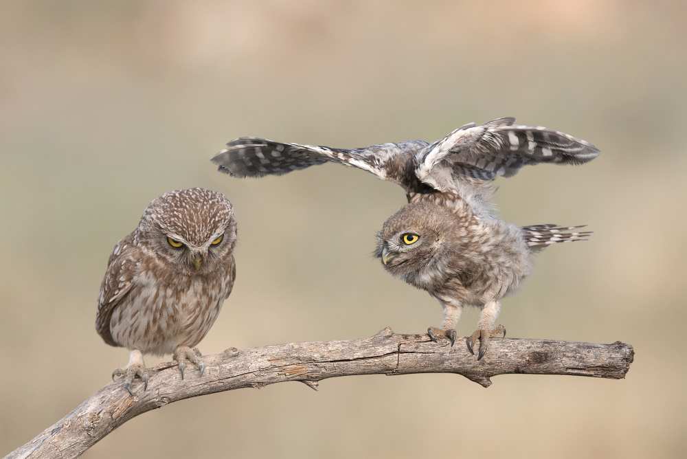 I don't care von E.Amer