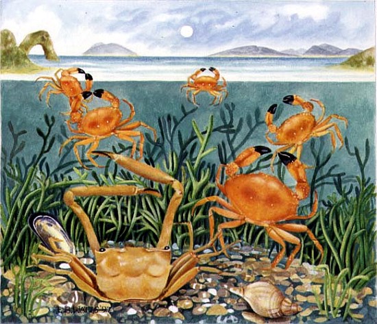 Crabs in the Ocean, 1997 (acrylic on paper)  von E.B.  Watts