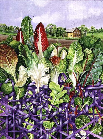 Lettuce Leaves in Purple Wicker, 1996 (acrylic on paper)  von E.B.  Watts