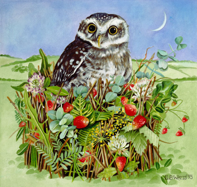 Owl in a Woodland Basket, 1993 (acrylic)  von E.B.  Watts