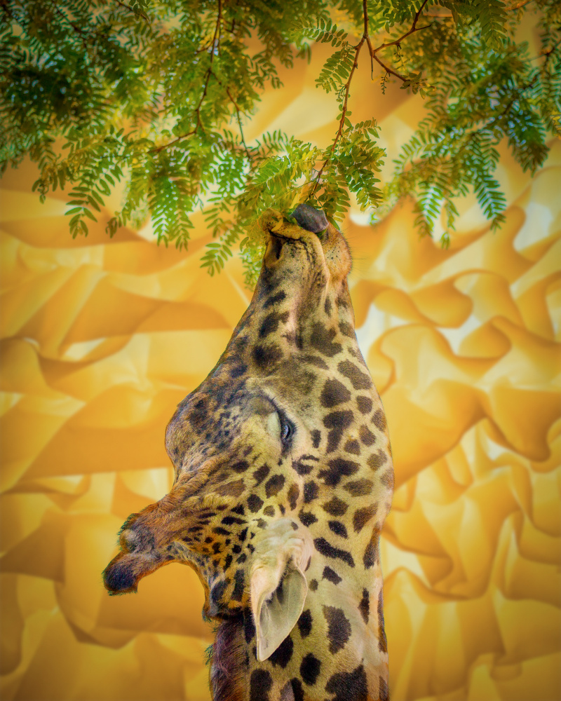 Giraffe at the Zoo von Ed Esposito