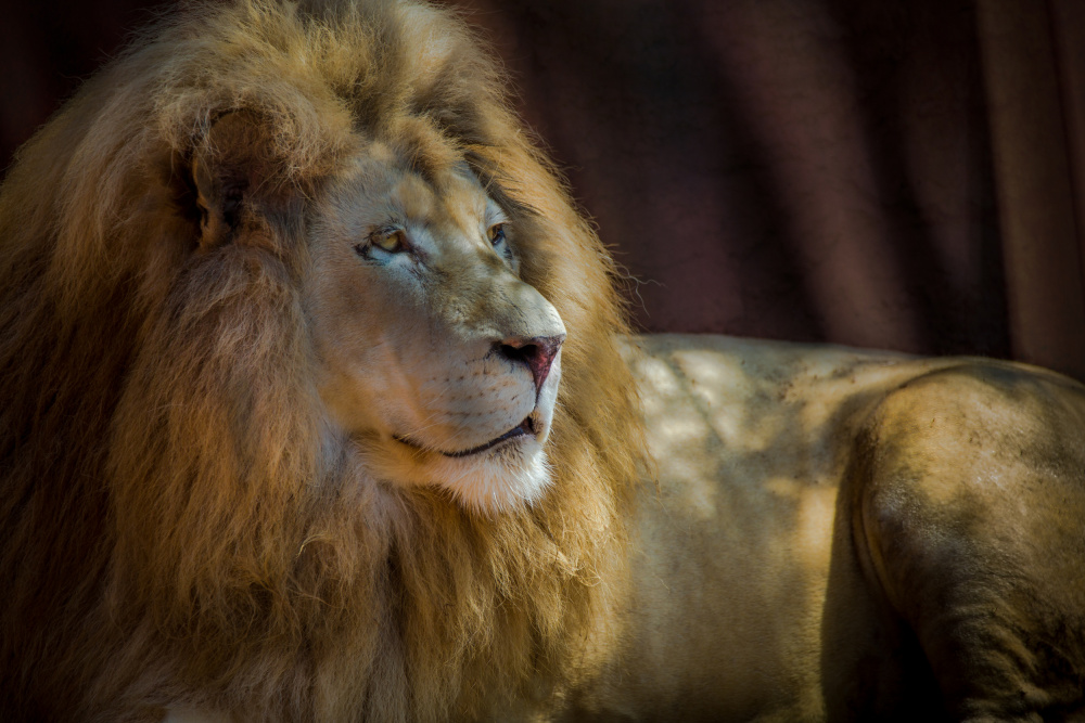 Portrait of a Lion von Ed Esposito