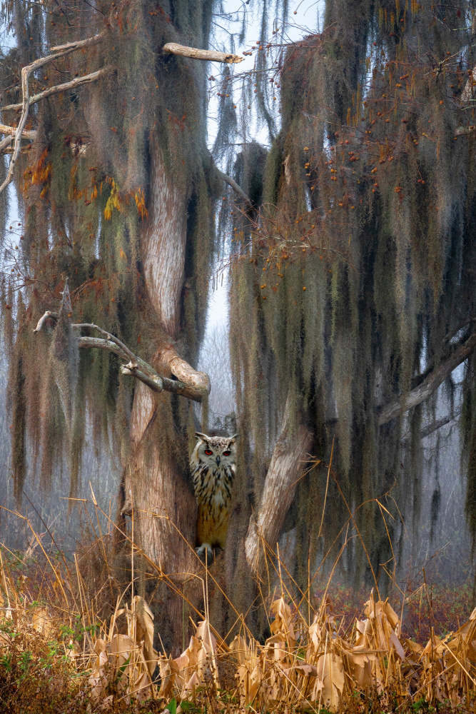 What a Hoot von Ed Esposito