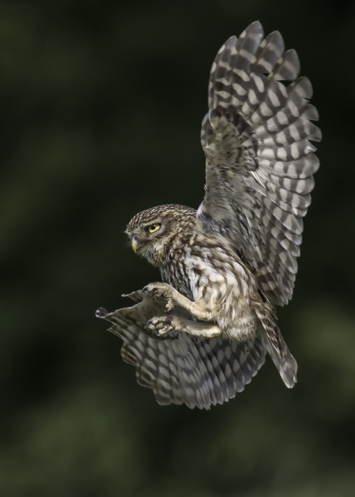 Little Owl von Eddy Helsen