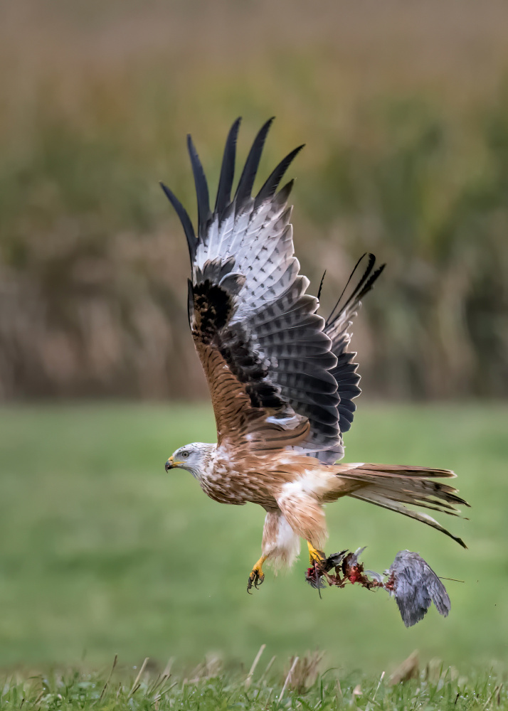 Red kite von Eddy Helsen