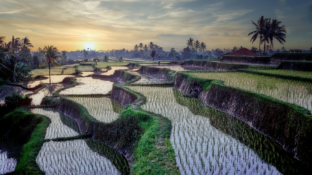 Paddy fields forever von Eden Antho