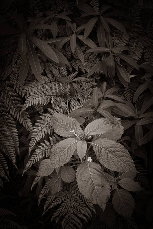 Blättermix in Schwarz-weiss von Edith Nero