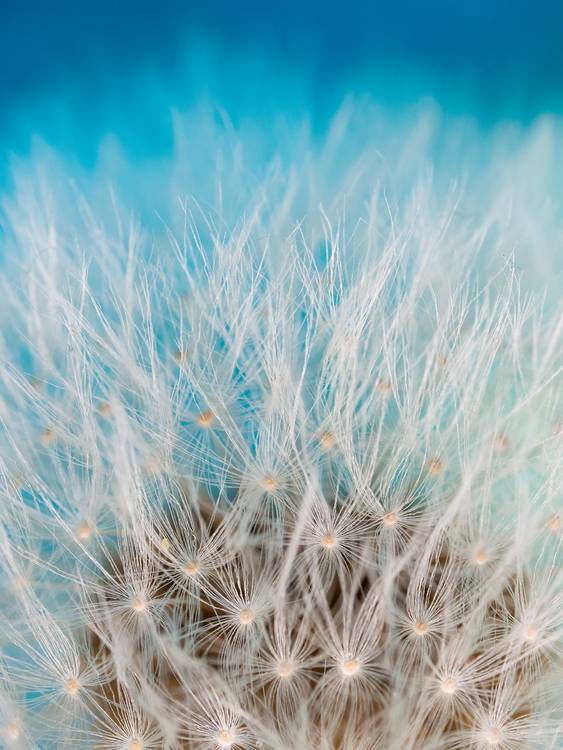 Blow hair von Edith Nero