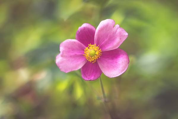 Close-up of Anemone von Edith Nero