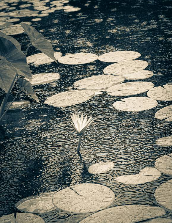 Einzelne Seerose im Teich von Edith Nero