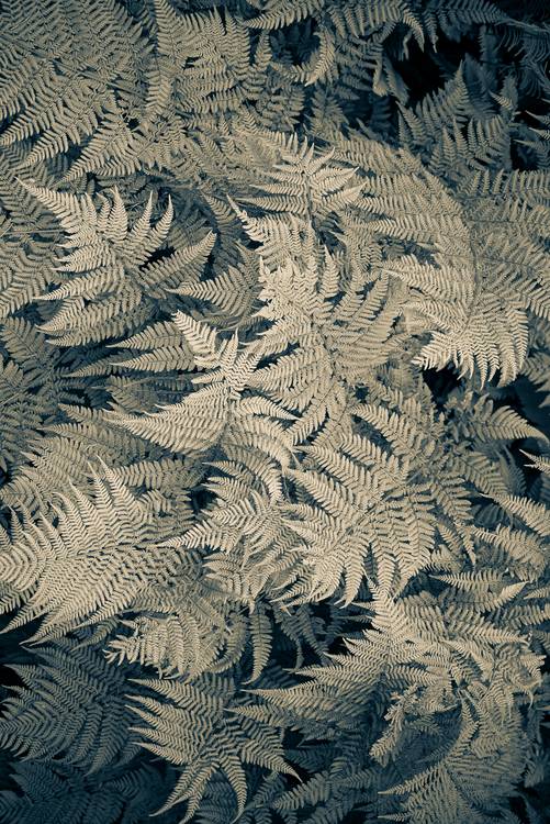 Farnwedel von Edith Nero