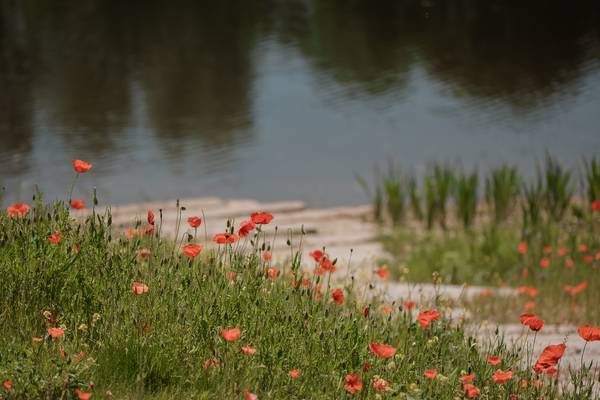 Roter Klatschmohn von Edith Nero