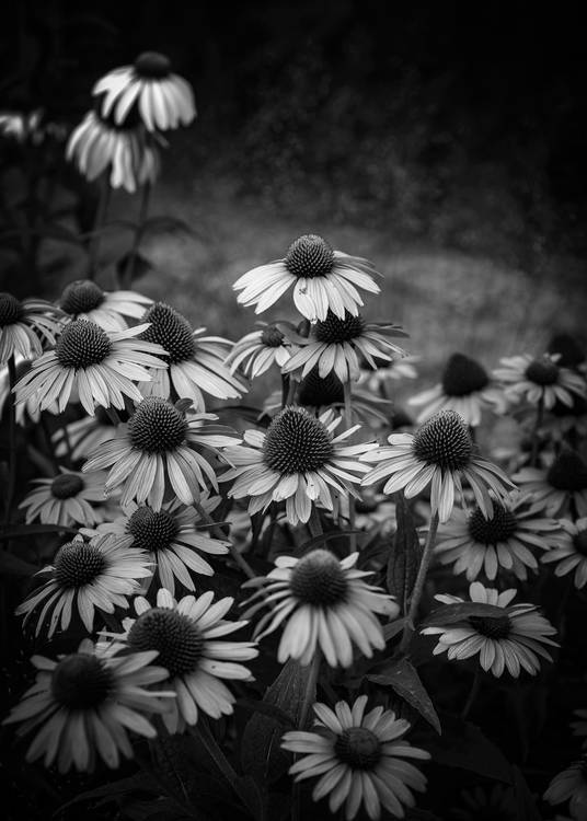 Sonnenhut in schwarz-weiss I von Edith Nero