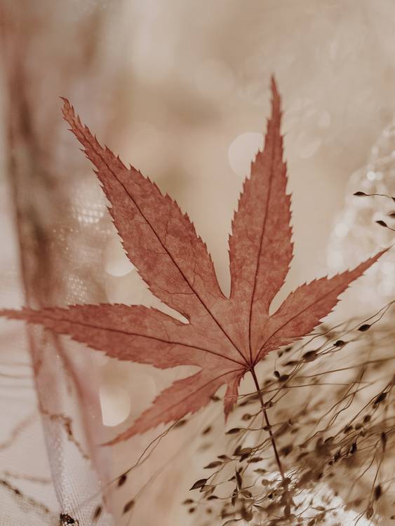 Stillleben eines Blattes von Edith Nero