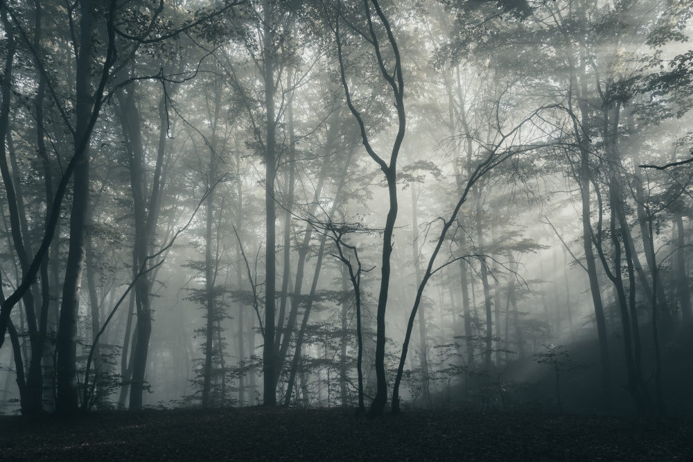 Magic forest von Eduard Andrica