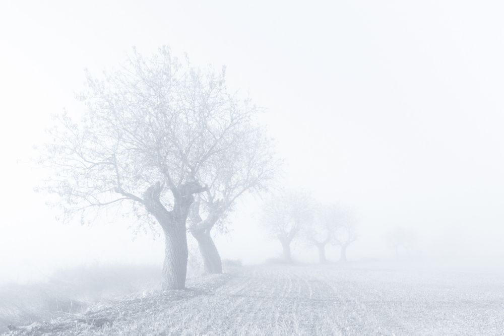 Nebliger Sonntag von Eduardo Martín
