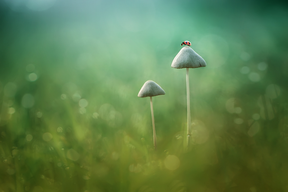 Alone von Edy Pamungkas