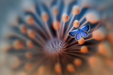 Blue Butterfly