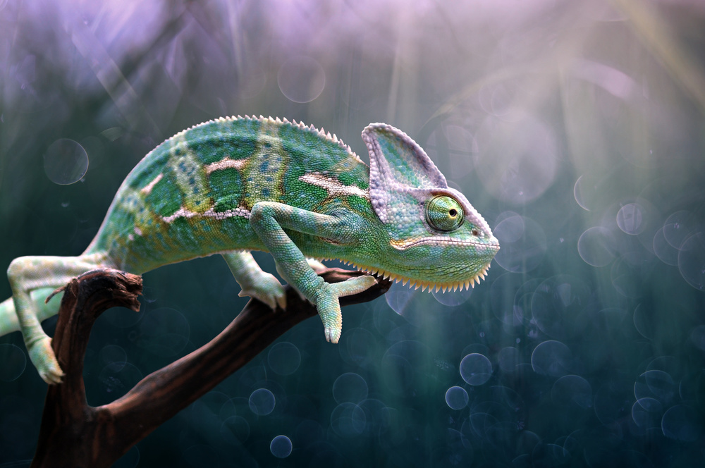 Chameleon von Edy Pamungkas