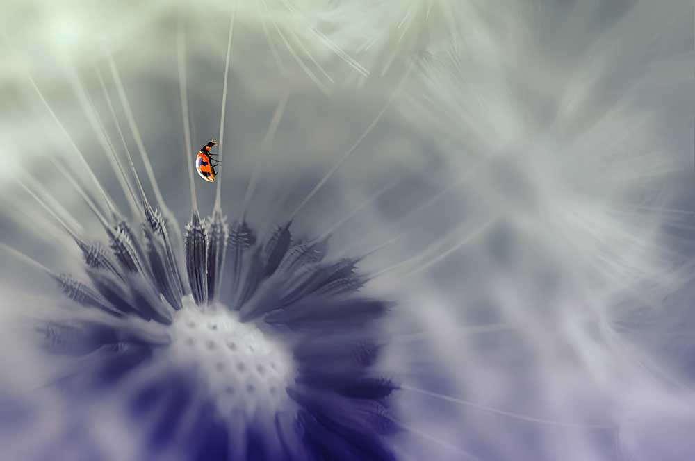 Das Rote von Edy Pamungkas