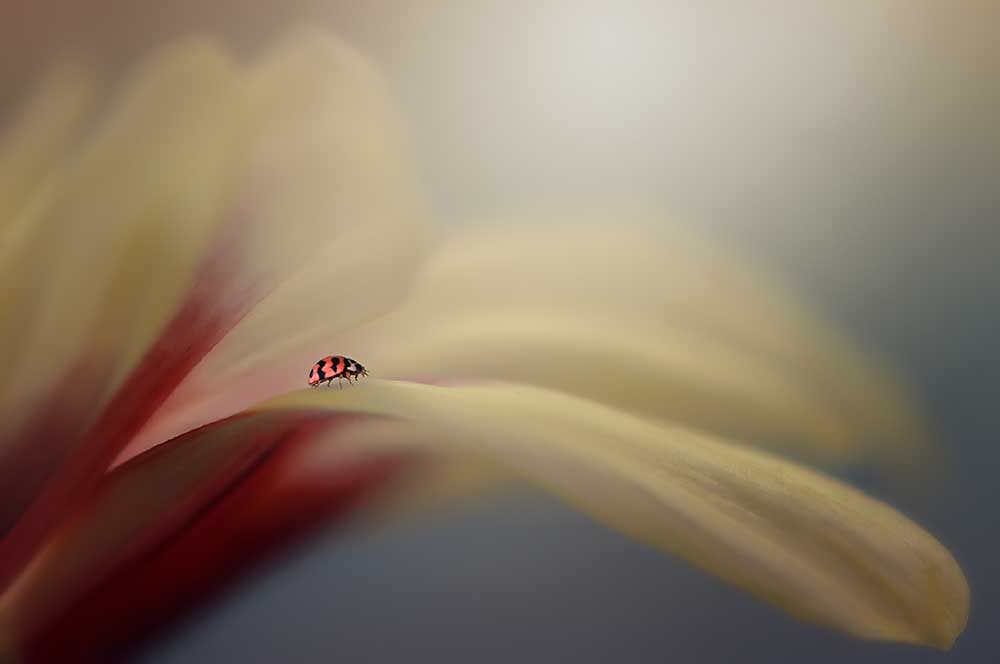 Die Reise von Edy Pamungkas