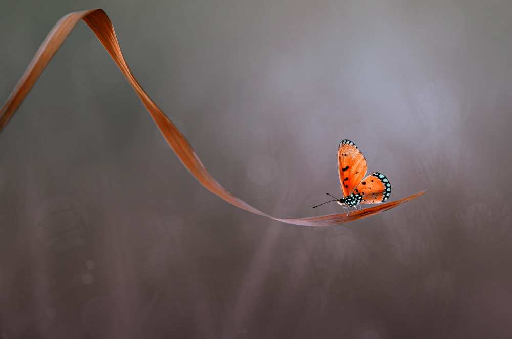 Lonely von Edy Pamungkas