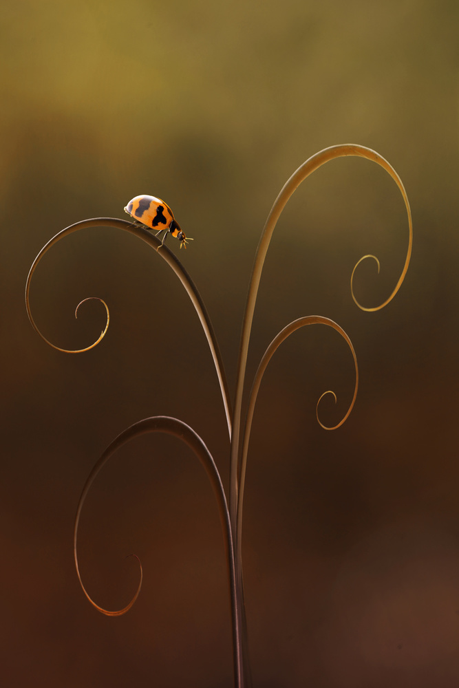 Ladybug von Edy Pamungkas