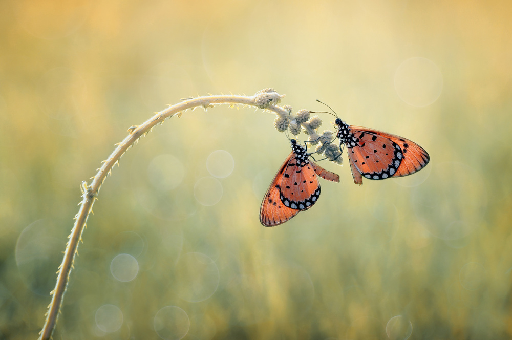 PeDeKaTe von Edy Pamungkas