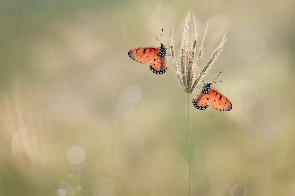 Saat Indah Bersamamu von Edy Pamungkas