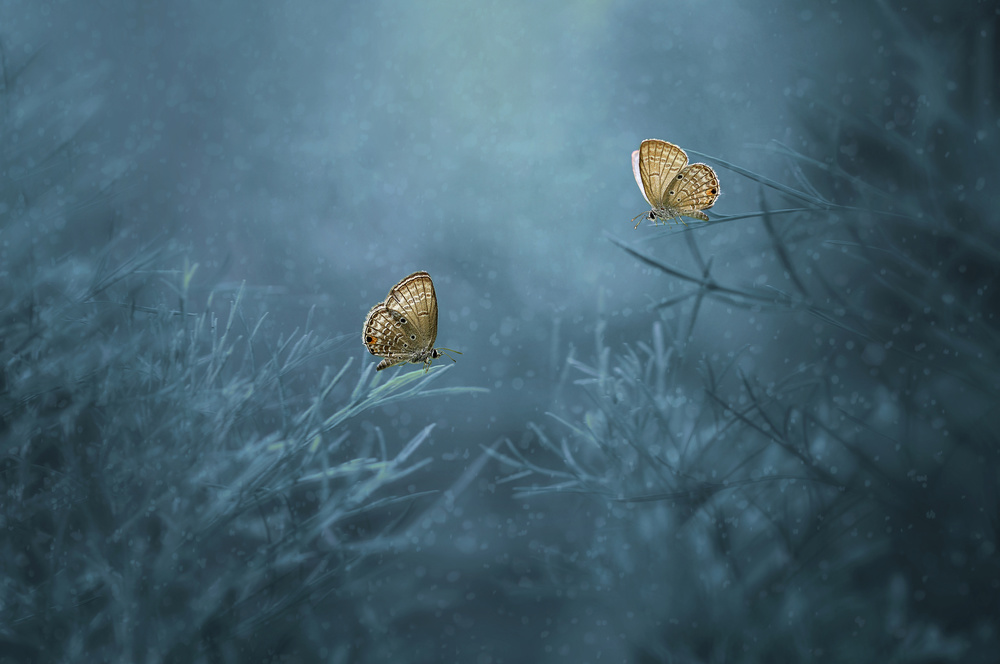 Two Butterflies von Edy Pamungkas