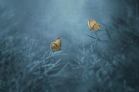 Two Butterflies
