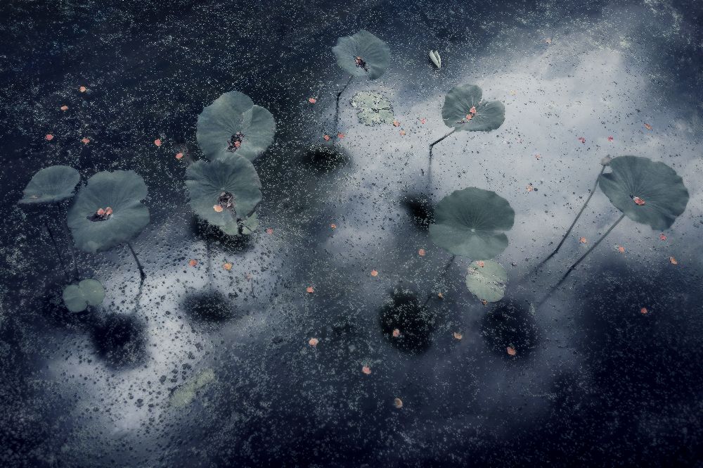 Pflanze in der Galaxie von Ekkachai Khemkum