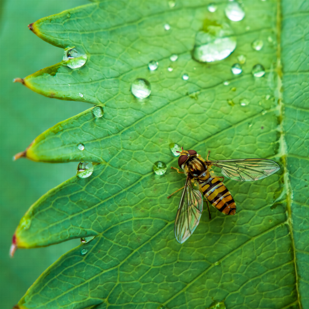 Rainy Day von Elaine Henshaw