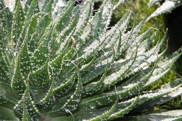 Aloe Vera von Elena Dietz
