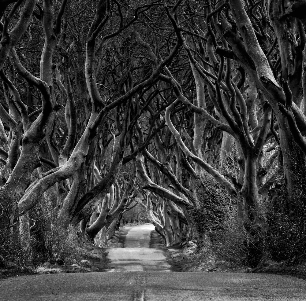 Black and white photo of Road through the Dark Hedges von Eleonora Grigorjeva