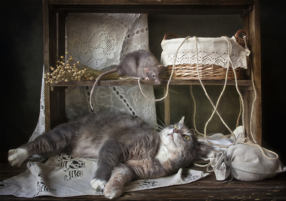 Dont wake up a sleeping cat von Eleonora Grigorjeva