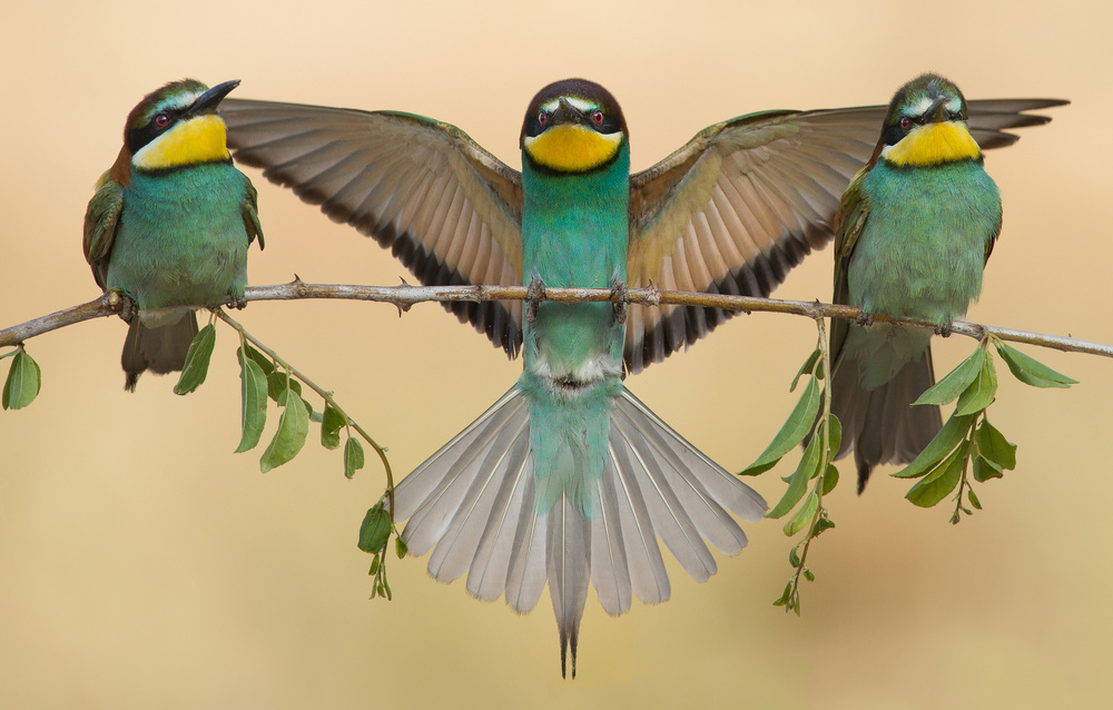 Bee-eaters trio von Eliran Sagie