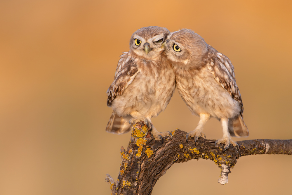Little owl chick in a moment of brotherhood :) von Eliran Sagie