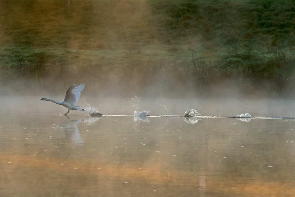 Water runner von Elisabeth Wehrmann